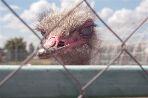 Ostriches Behind Bars Ostrich Farm Stock Image Image Of Cargo