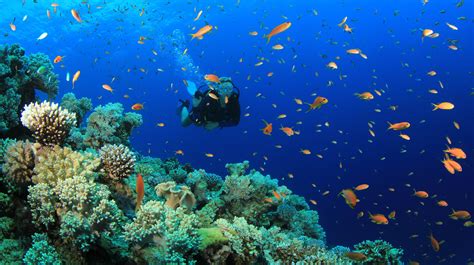 46 Underwater Fish Wallpaper