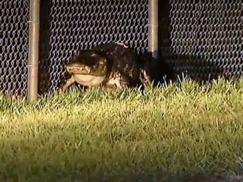 8 Foot Alligator Captured On Key Biscayne Key Biscayne Citizen