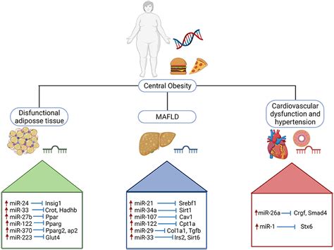 Frontiers An Update In Epigenetics In Metabolic Associated Fatty