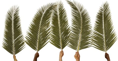 What Is Palm Sunday Meaning And Why We Celebrate