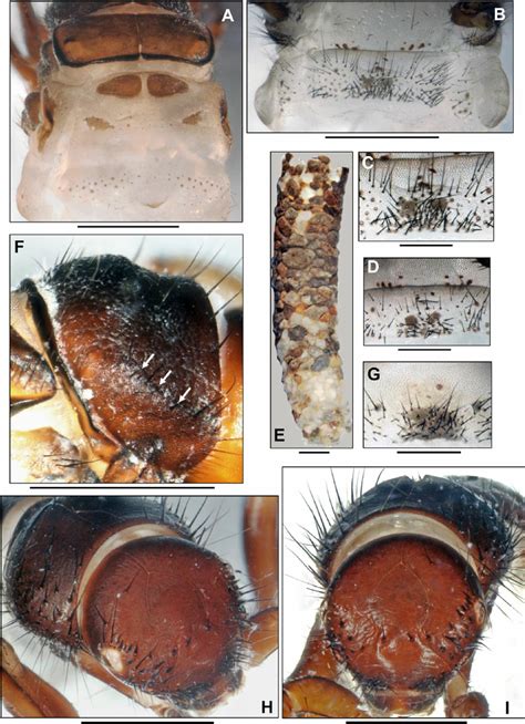 Ae Drusus Balcanicus 5th Instar Larva A Mesonotum Metanotum