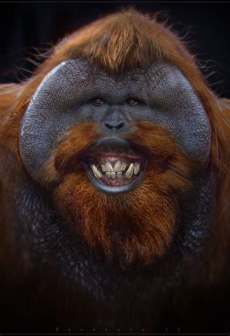 Pongo Pygmaeus Ugly Animals Smiling Animals Rare Animals Cute Funny