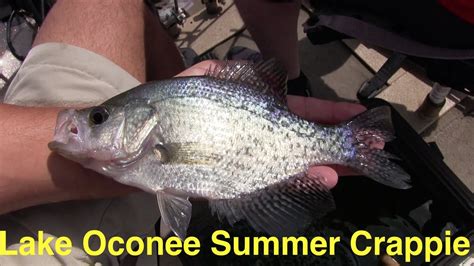 Lake Oconee Summer Crappie Fishing Youtube