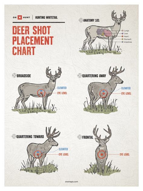 Where To Shoot A Deer Free Deer Shot Placement Chart Onx Hunt