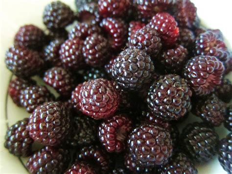 Black Raspberry Health Benefits Nutrition And More