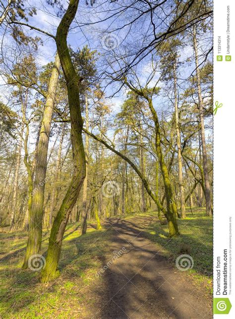 Forest Trees In Early Spring Stock Photo Image Of Dirt Woods 113314314