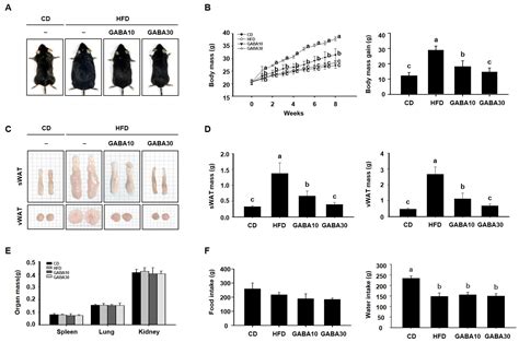 Ijms Free Full Text Anti Obesity Effects Of Gaba In C57bl6j Mice With High Fat Diet Induced