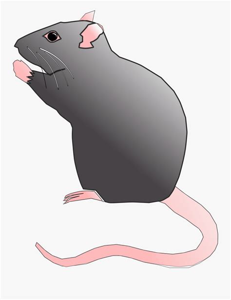 Rat Rodent Pest Mouse Animal Png Image Rat Cartoon Transparent