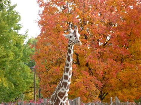 Giraffe Giraffe At Zoo Boise The Autumn Colors In The Bac Flickr