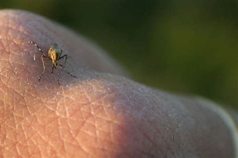 Culex Species Mosquito Biting A Human Hand Bob Dusek Usgs