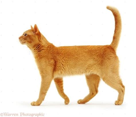 Pin By Kåt On Cat Poses 3 Cat Profile Cat Reference Ginger Cats