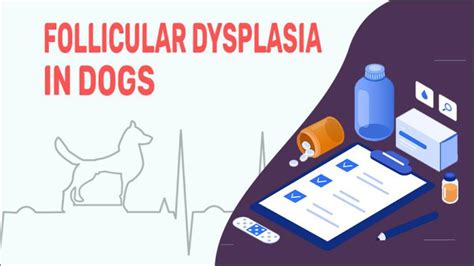 Follicular Dysplasia In Dogs Petmoo