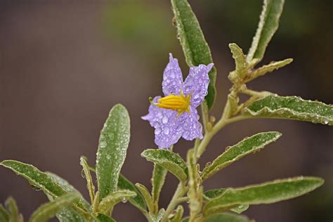 Horse Nettle Wild Flower After A Rain Photograph By Gaby