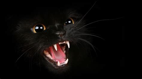 Wallpaper Black Animals Nose Whiskers Black Panther Black Cat
