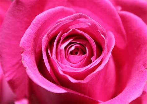 Pink Rose Flower · Free Photo On Pixabay