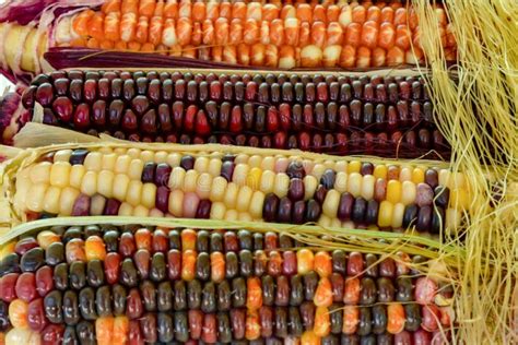 Growing And Presentation Of Organic Colored Corn Stock Photo Image Of