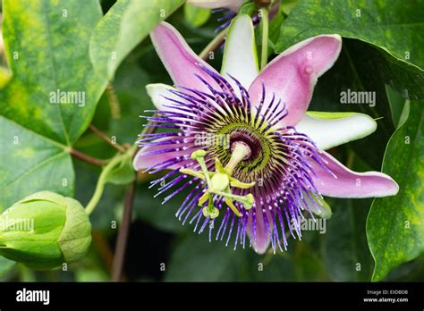 Single Flower Of The Frost Tender Evergreen Passion Flower Passiflora