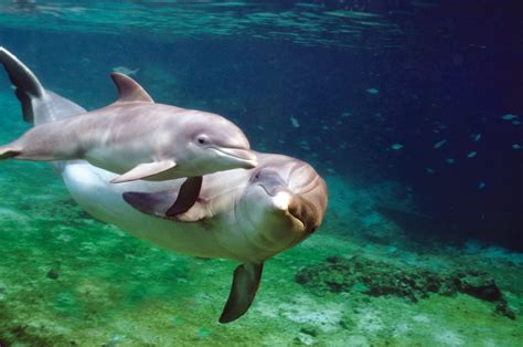 Dolphin Quest Earns Certification From American Humane For Exemplary