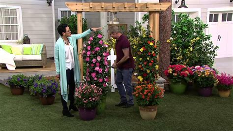 Collection by darlene bowman • last updated 2 days ago. Cottage Farms Color Sizzle Climbing Rose Duo on QVC - YouTube