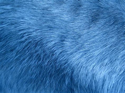 Blue Fur Background Free Stock Photo Public Domain Pictures