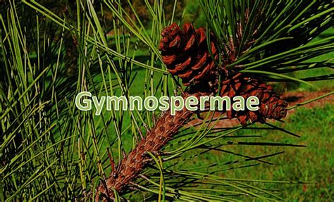 Gymnospermae Adalah Pengertian Ciri Klasifikasi Dan Contoh Mobile