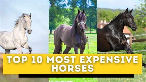 The 10 Most Expensive Horse Breeds In The World In 2023 Horse Breeds