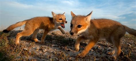 Moving Slowly To Capture The Swift Fox Swift Fox Fox