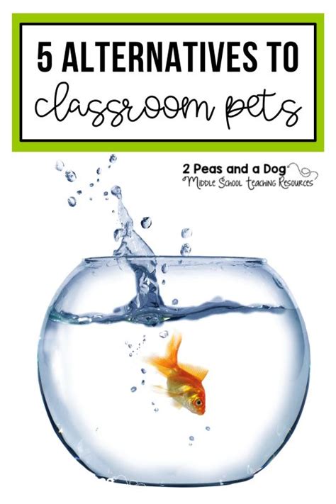 The Classroom Pet Debate Classroom Pets Classroom High School Classroom