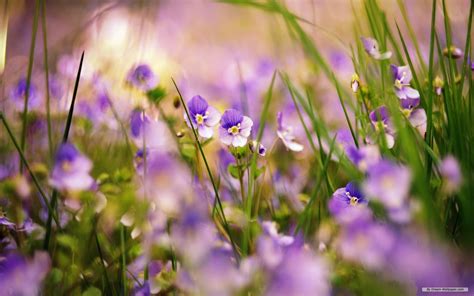 43 Spring Wildflower Wallpaper Wallpapersafari