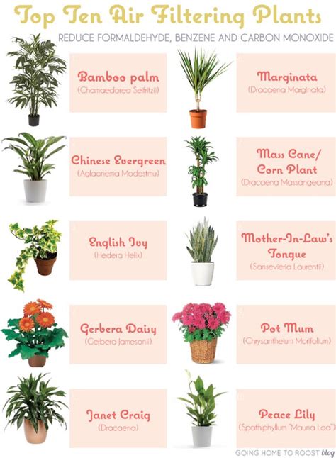 House Plants Images With Names Houseplants Spiky Canada Kamerplanten