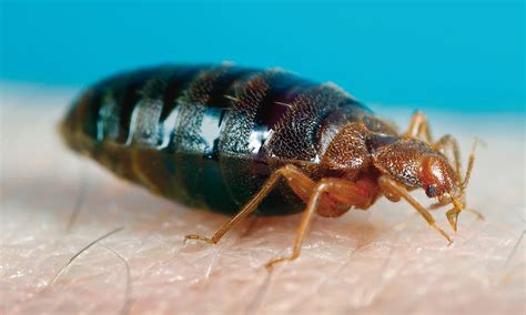 On The Rise Worlwide Bed Bugs And Cimicosis British Journal Of