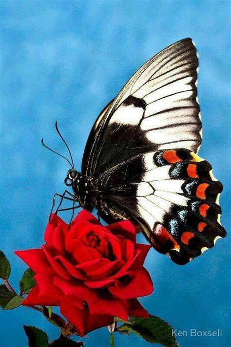 Pin By Ndiaye On Borboletas E Mariposas Beautiful Butterflies