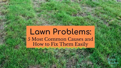 Lawn Problems 5 Most Common Causes And How To Fix Them Easily