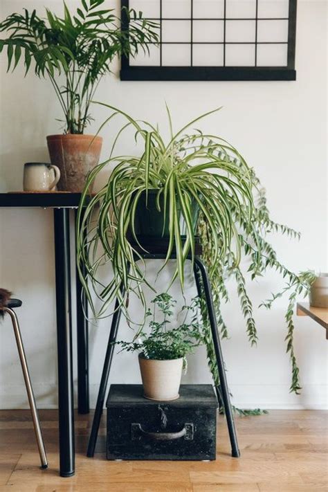 25 Gorgeous Plants To Grow Indoors Growing Plants Indoors Plants