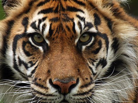 Sumatran Tiger Species Wwf