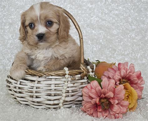 All puppies start out small and adorable, and we can't help but fawn over how cute they are. How Big Will My Puppy Get -Weight Calculator | DogsGossip.com