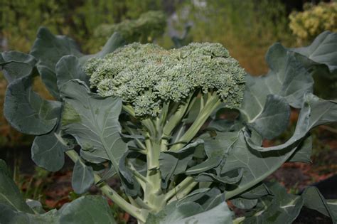 How To Grow Broccoli And Cauliflower An Easy Guide For Gardening