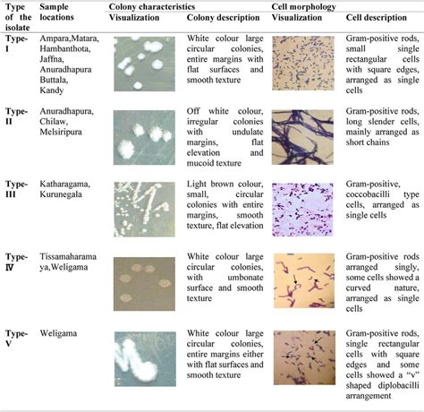 Colony Characteristics And Cell Morphology Of Lab Isolated From Sri