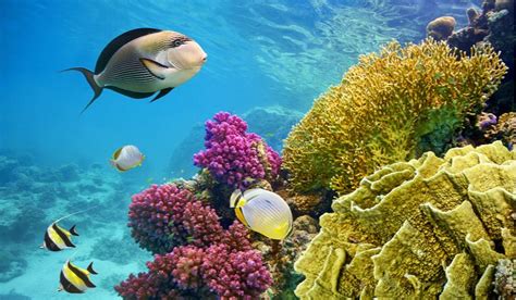 Plants And Animals Found In Coral Reef Ecosystems