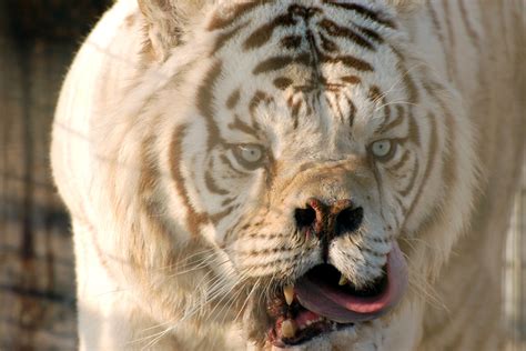 The Truth About White Tigers Crown Ridge Tiger Sanctuary