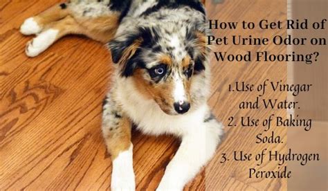 How To Get Dog Urine Out Of Hardwood Floors Smell And Stain