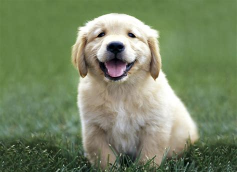 Golden Retriever Dogs And Puppies Baby Golden Retrievers