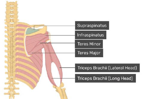 Supraspinatus Muscle Attachments Actions Innervation Getbodysmart