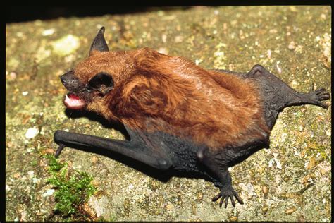 Big Brown Bat Photo Peter Paquet Northwest Power And Conservation