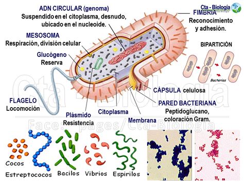 Biología Didáctica Nsc 5° Bio Célula Procariota