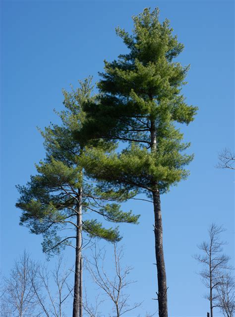 Pinus Strobus Eastern White Pine