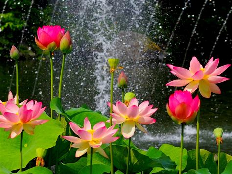 Lotus Flower Wallpaper Hd Download Of Pink Lotus Flower