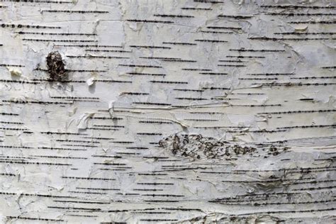 Birch Tree Bark Texture Close Up Stock Photo Image Of Blank Skin