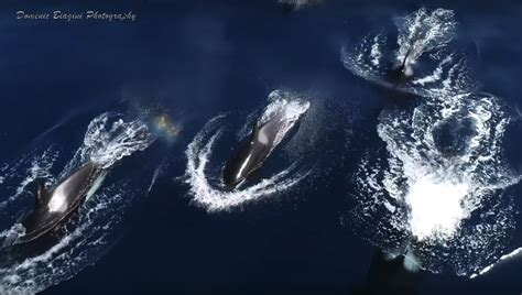 Photographer Captures Rare Drone Footage Of Killer Whales Off The